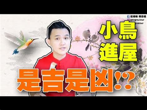 鳥飛進店裡|【鳥來家裡】「家中突然來了一隻鳥，你知道它帶來了。